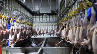 مهلت دادستان به کشتارگاه‌های مرغ و دام برای ایجاد سردخانه در رامهرمز 