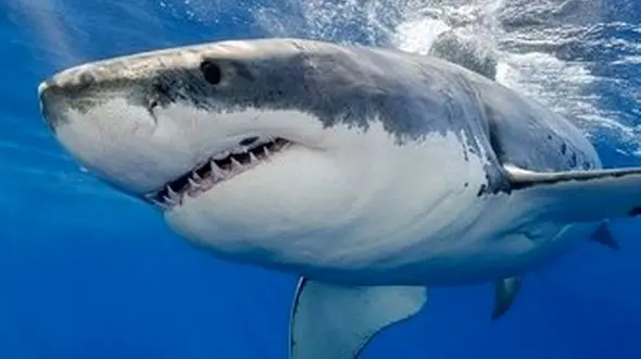 از دهان کوسه تا چنگال تمساح / نجات و شکار در دنیای وحش!