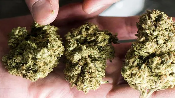 دانش آموزان و دانشجویان، اصلی‌ترین مشتریان مواد مخدر «گل»