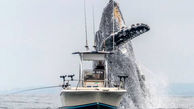 لحظه وحشتناک عصبانیت نهنگ غول پیکر! + عکس
