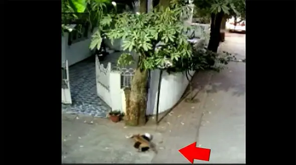 فیلم وحشتناک از حمله سگ ولگرد به کودک 4 ساله + جزییات