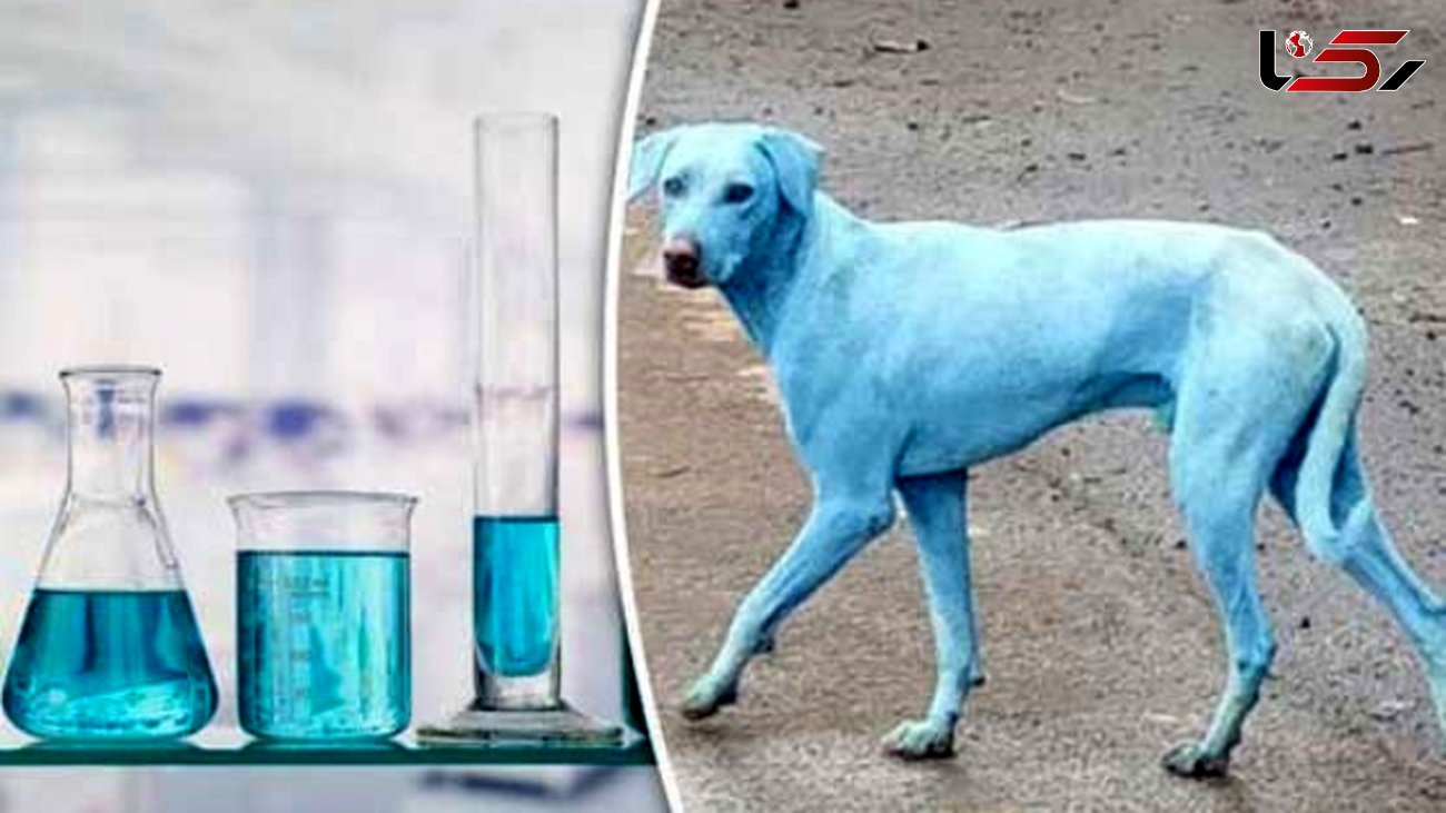 راز تغییر رنگ سگ های ولگرد بمبئی چیست؟ +عکس