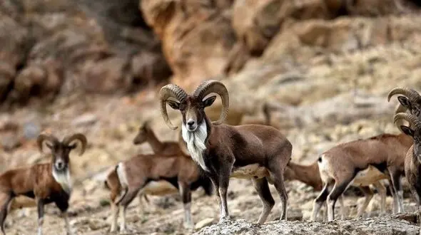 تولد بره‌های میش وحشی در پارک ملی گلستان؛ شگفتی طبیعت ایران + فیلم