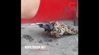 مار پیتون عظیم الجثه در پیاده رو خیابان شلوغ کبوتری را خورد+فیلم