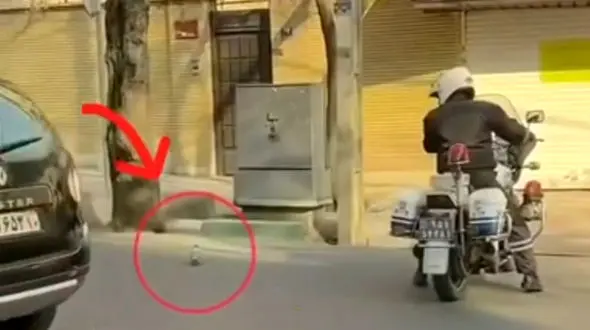 اقدام زیبای پلیس راهور تهران برای نجات یک کبوتر / به احترام این پلیس باید ایستاد + فیلم