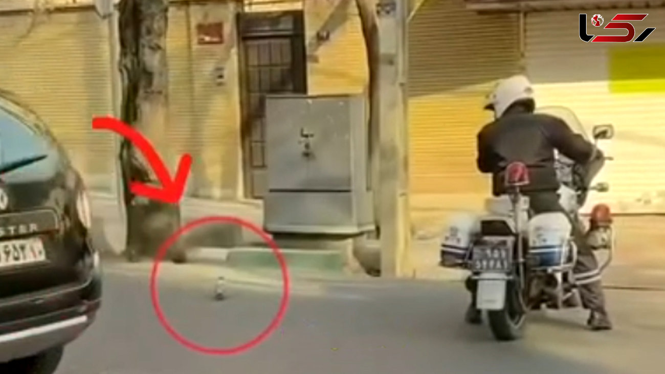 اقدام زیبای پلیس راهور تهران برای نجات یک کبوتر / به احترام این پلیس باید ایستاد + فیلم