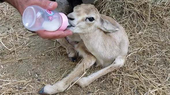 عکس دیدنی از اقدام انسانی در سبزوار