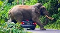 فیل بزرگ روی ماشین پر از مسافر دراز کشید + فیلم 