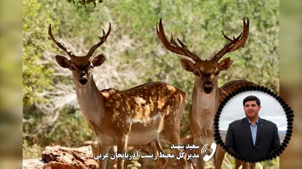 قطع تماس توسط مدیر کل محیط زیست آذربایجان غربی بعد از سوال در مورد «گوزن زرد»