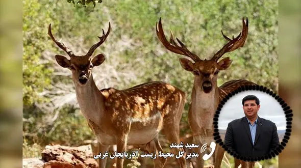 قطع تماس توسط مدیر کل محیط زیست آذربایجان غربی بعد از سوال در مورد «گوزن زرد»