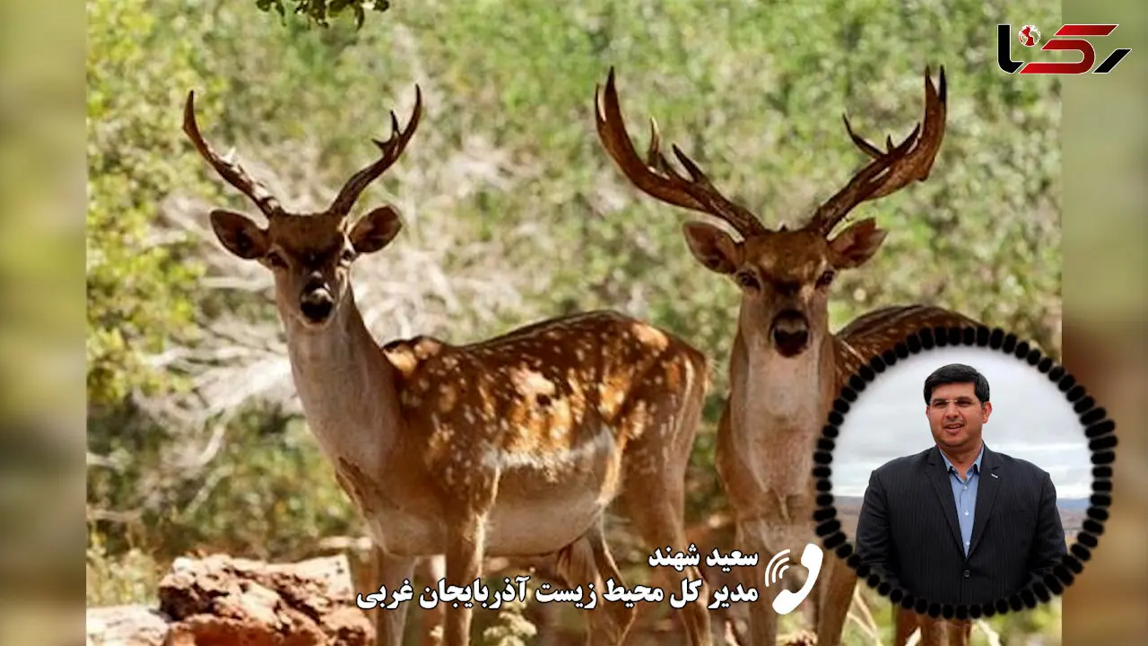 قطع تماس توسط مدیر کل محیط زیست آذربایجان غربی بعد از سوال در مورد «گوزن زرد»