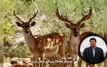 قطع تماس توسط مدیر کل محیط زیست آذربایجان غربی بعد از سوال در مورد «گوزن زرد»