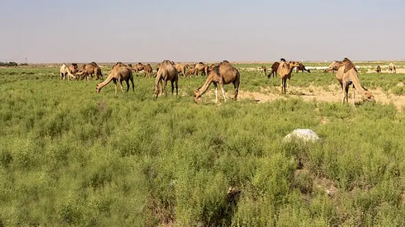 شترهای سرگردان در ایران ! / آنها را جمع آوری کردند