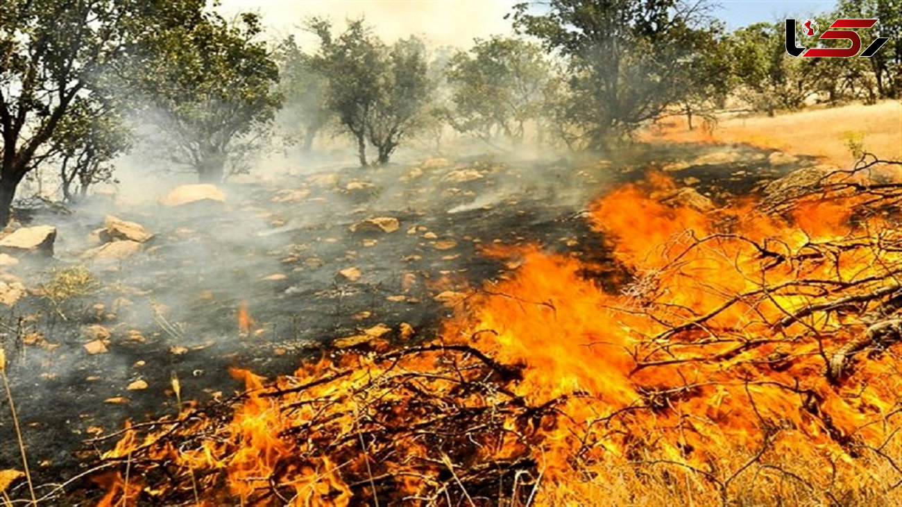 فیلم آتش سوزی هولناک در باغ‌های روستای طزره دامغان