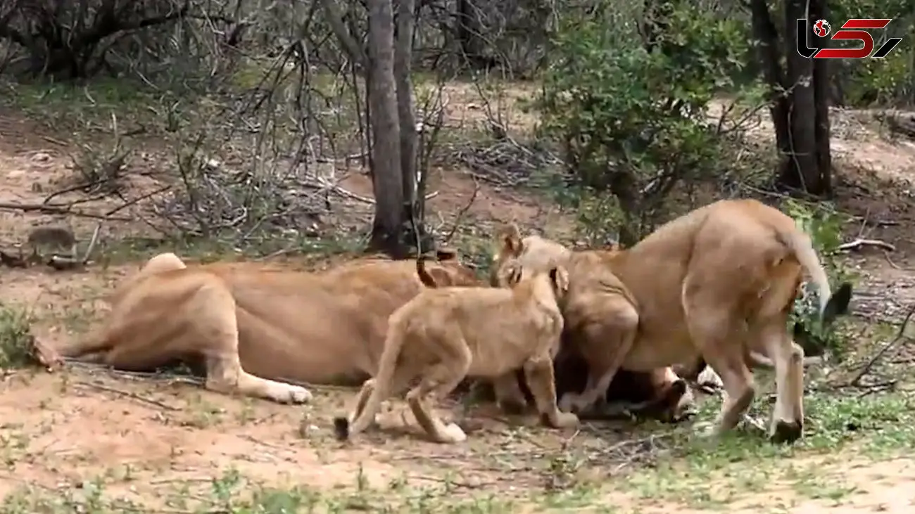 لحظه شکار دردناک بچه ایمپالا توسط شیرهای گرسنه! + فیلم
