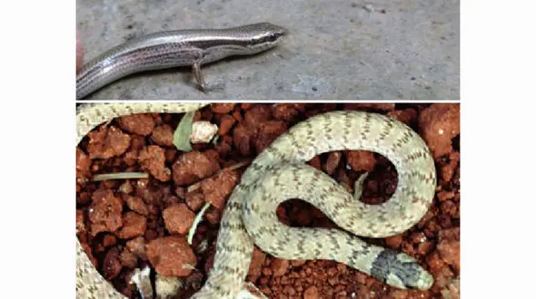 دزفولی ها با دیدن این 2 خزنده خیلی ترسیدند + عکس