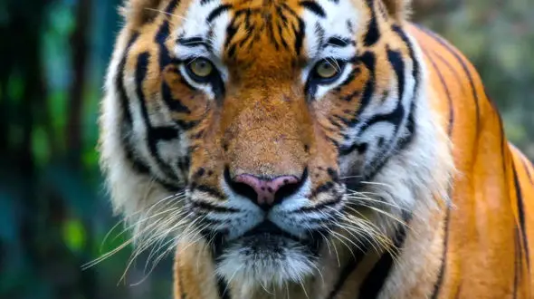 از مادری که برای زندگی فرزندش می جنگد تا در پر قو بزرگ شدن به روایت تصویر 