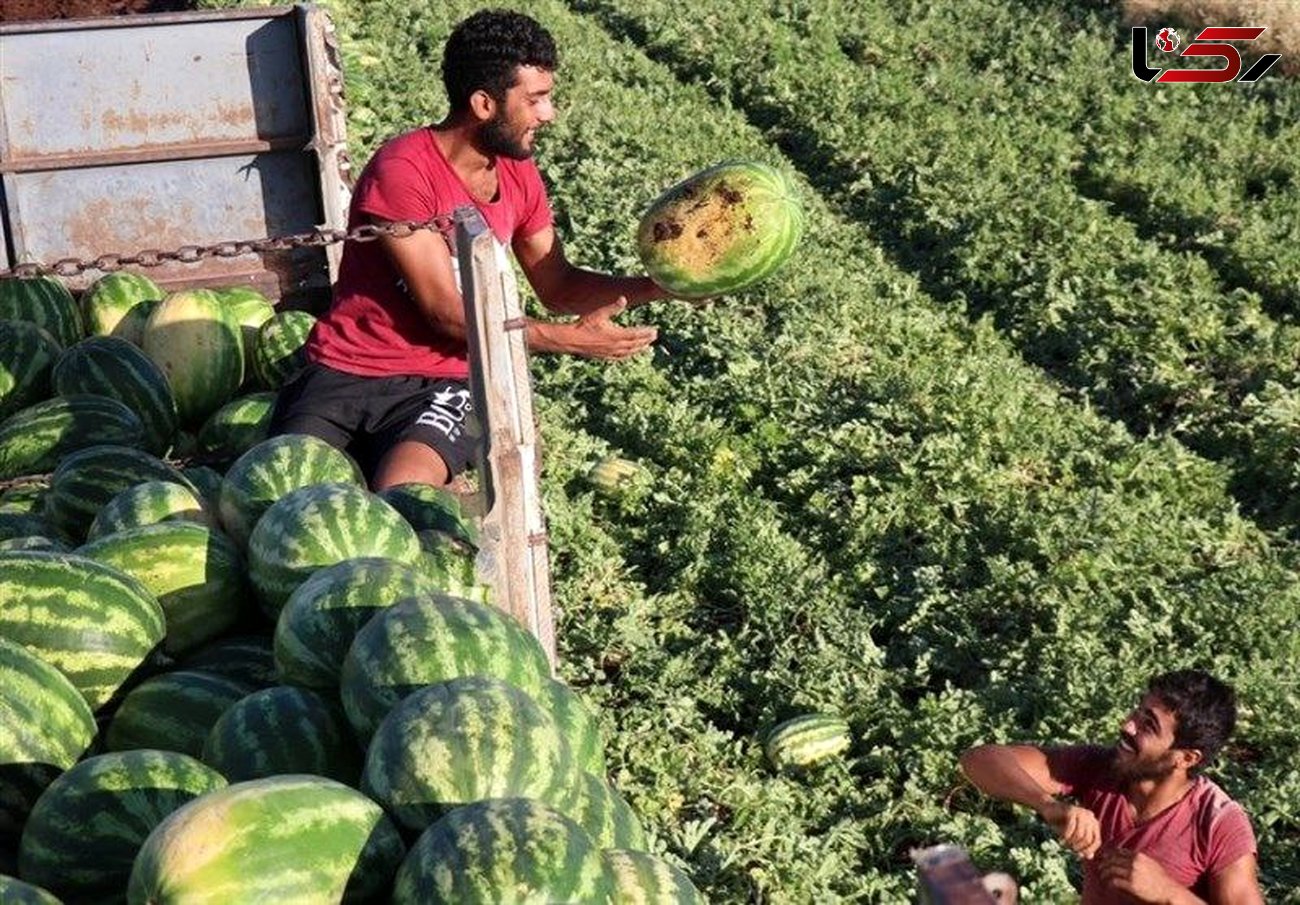 کشت محصولات آب‌دوست در دلفان ممنوع شد
