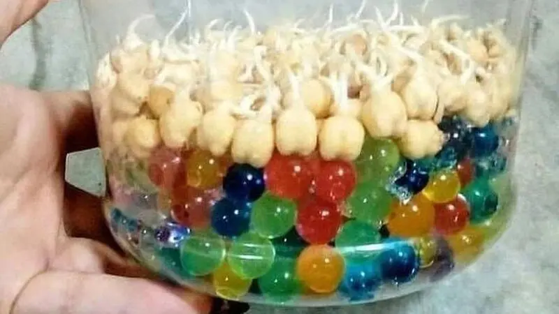 سبزه نخود برای عید