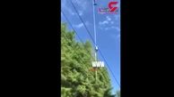 هرس درختان با روشی شگفت انگیز + فیلم 