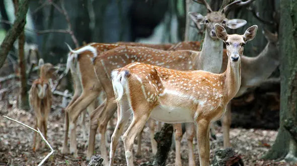  یافتن گوزن‌های زرد گم شده در سیل خوزستان