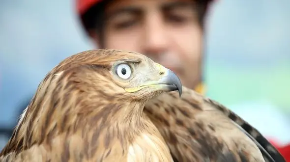 وحشت از عقاب زیبا و سرگردان در یک محله مشهد + عکس