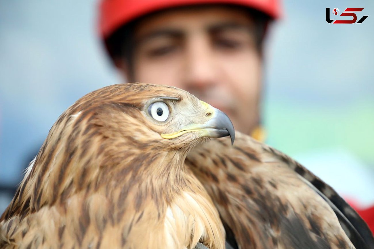 وحشت از عقاب زیبا و سرگردان در یک محله مشهد + عکس