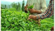 آشفتگی در مدیریت دولتی، صنعت چای را به ورشکستگی کشانده 