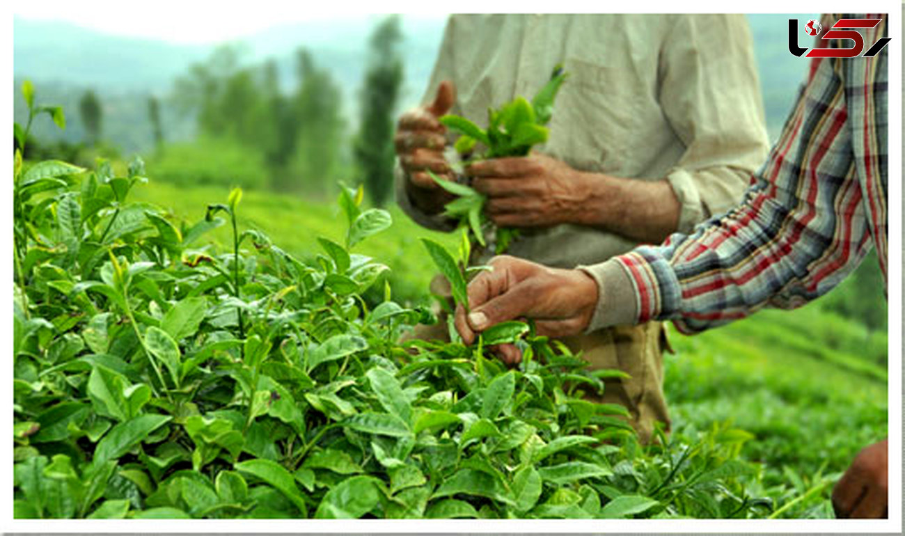 آشفتگی در مدیریت دولتی، صنعت چای را به ورشکستگی کشانده 