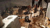 وحشت در داخل کشتارگاه سگ‌ها  / چینی ها هنوز سگ می خورند + عکس های تکاندهنده 