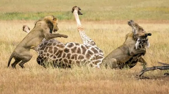 جدال بر سر مرگ و زندگی/ تلاش ناموفق زرافه در مقابل دو شیر غران +عکس