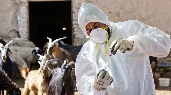 واکسیناسیون بالغ بر 500 هزار نوبت سر دام سبک در مناطق عشایری و روستایی دزفول