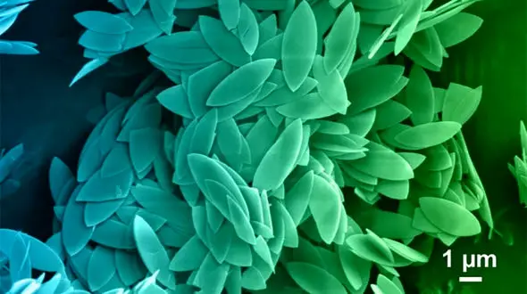 فینالیست‌ های مسابقه عکاسی میکروسکوپی 2024 مشخص شدند + عکس