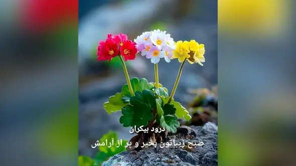 فال ابجد واقعی 3 مرداد 