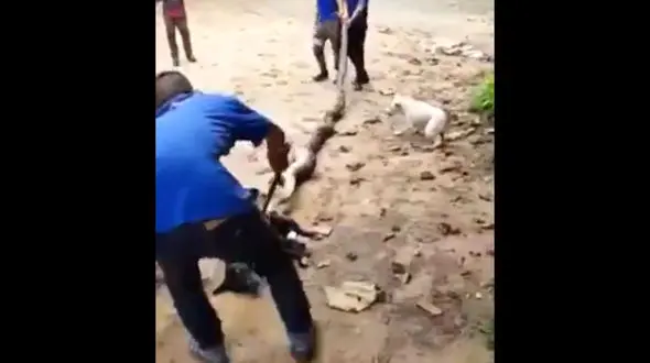 نجات یک سگ از دهان مار پیتون عظیم الجثه ! + فیلم