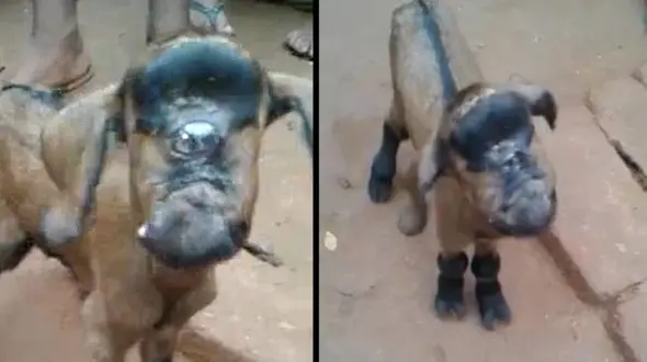 بزی که بعد از به دنیا آمدن موجب تعجب همگان شد + فیلم