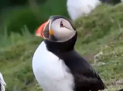 فیلم ثبت رفتار هوشمندانه طوطی دریایی