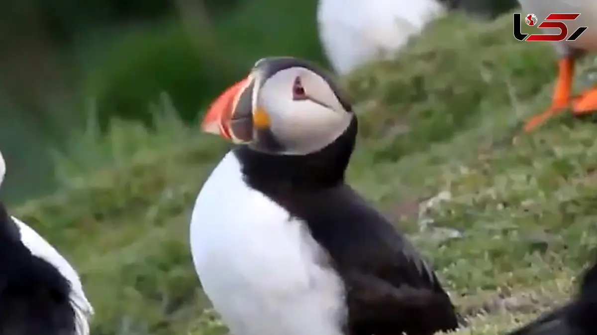 فیلم ثبت رفتار هوشمندانه طوطی دریایی