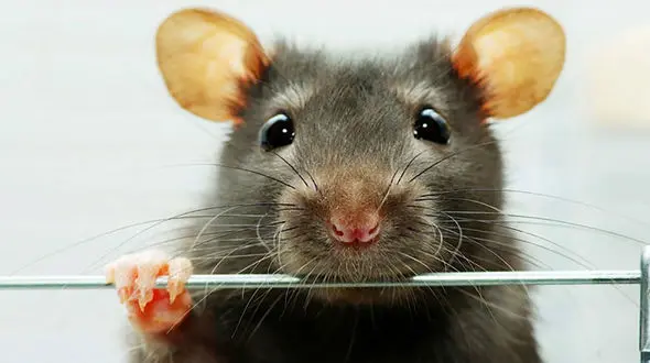  جولان موش‌ها پیرامون مخازن زباله تهران/ مدیریت مردود شهرداری  در حوزه پسماند