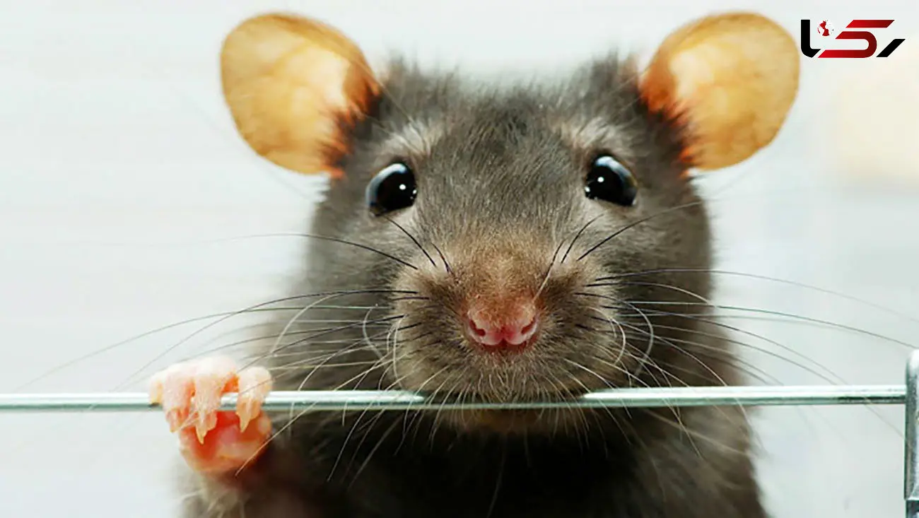 ببینید  جیغ‌های بنفش یک دختر پس از گرفتن یک موش بزرگ + فیلم