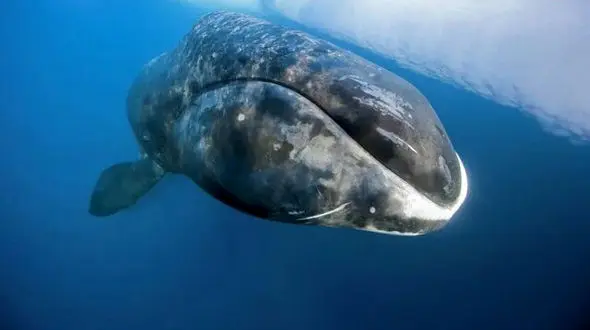 نهنگ‌ها چگونه با تغییرات اقلیم سازگار می‌شوند؟