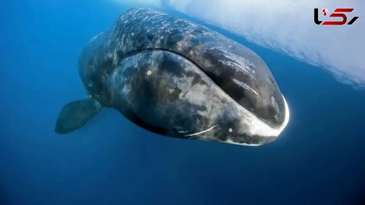 نهنگ‌ها چگونه با تغییرات اقلیم سازگار می‌شوند؟