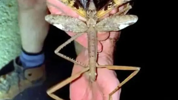 فیلم / کشف ترسناک در جنگل‌ های استرالیا 