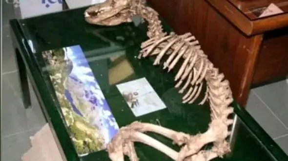 فیلم / بقایای موجود غریب در یزد / اسکلتی مرموز متعلق به چه موجودیست ؟!