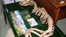 فیلم / بقایای موجود غریب در یزد / اسکلتی مرموز متعلق به چه موجودیست ؟!