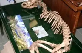 فیلم / بقایای موجود غریب در یزد / اسکلتی مرموز متعلق به چه موجودیست ؟!