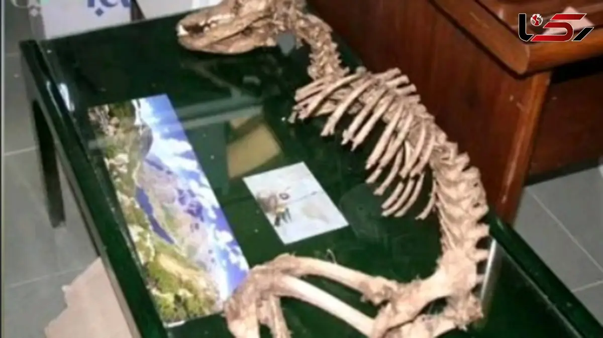 فیلم / بقایای موجود غریب در یزد / اسکلتی مرموز متعلق به چه موجودیست ؟!