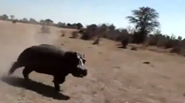 لحظات نفس‌گیر حمله حیوانات به انسان‌ها + فیلم