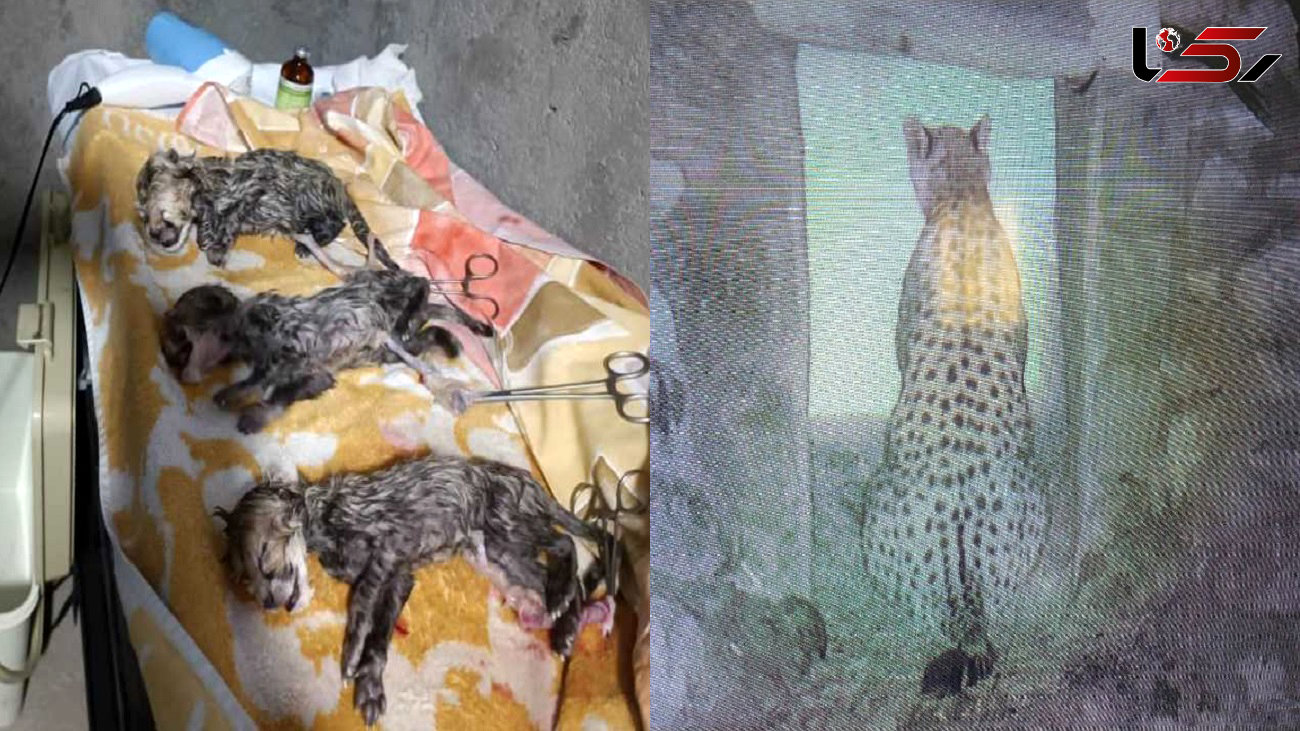 یوزپلنگ ایرانی قطعا 2 توله ماده به دنیا آورده است / آخرین وضعیت "ایران" و توله هایش تا عصر امروز + عکس 