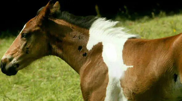 روح یک اسب بی قراربر تن  یک اسب دیگر نقش بست + عکس